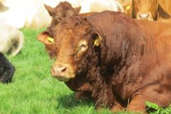 10.-Cows-between-Netherexe-and-Brampford-Speake-20
