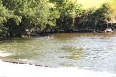 11.-Swans-between-Brampford-Speake-and-Cowley-1