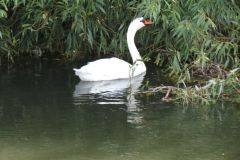 11.-Swans-between-Brampford-Speake-and-Cowley-10