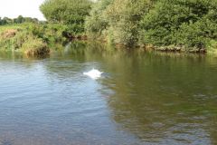 11.-Swans-between-Brampford-Speake-and-Cowley-12