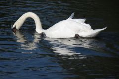 11.-Swans-between-Brampford-Speake-and-Cowley-14