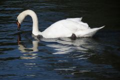 11.-Swans-between-Brampford-Speake-and-Cowley-15