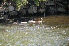 11.-Swans-between-Brampford-Speake-and-Cowley-2