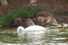 11.-Swans-between-Brampford-Speake-and-Cowley-3