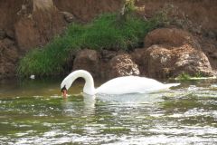 11.-Swans-between-Brampford-Speake-and-Cowley-4