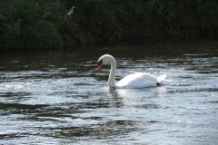 11.-Swans-between-Brampford-Speake-and-Cowley-5