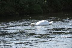 11.-Swans-between-Brampford-Speake-and-Cowley-6