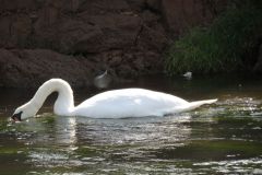 11.-Swans-between-Brampford-Speake-and-Cowley-7