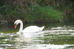 11.-Swans-between-Brampford-Speake-and-Cowley-8