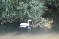 11.-Swans-between-Brampford-Speake-and-Cowley-9