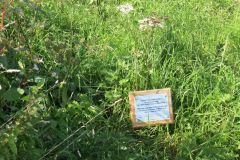 11.-Tree-planting-memorial-Brampton-Speake