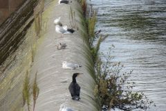 14.-Cormorants-near-Station-Road-Bridge-1