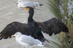 14.-Cormorants-near-Station-Road-Bridge-5