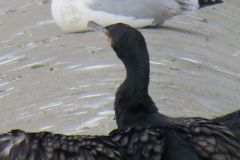14.-Cormorants-near-Station-Road-Bridge-6
