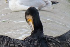 14.-Cormorants-near-Station-Road-Bridge-8