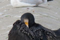14.-Cormorants-near-Station-Road-Bridge-9
