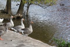 14.-Ducks-and-Geese-Exeter-Flood-Relief-Channel-2