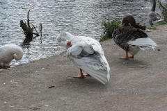 14.-Ducks-and-Geese-Exeter-Flood-Relief-Channel-3