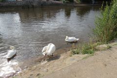 15.-Swans-near-Station-Road-Bridge