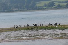 19.-Cormorants-Exe-Estuary-10