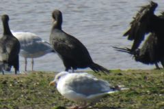 19.-Cormorants-Exe-Estuary-4