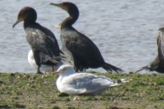 19.-Cormorants-Exe-Estuary-5