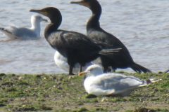 19.-Cormorants-Exe-Estuary-6