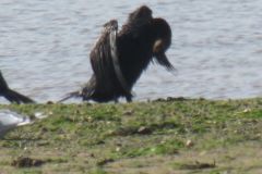 19.-Cormorants-Exe-Estuary-7