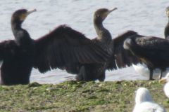 19.-Cormorants-Exe-Estuary-8