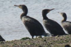 19.-Cormorants-Exe-Estuary-9