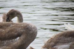 1_15.-Swans-near-Station-Road-Bridge-3