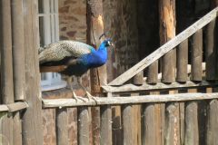 2.-Phesant-at-Bickleigh-Mill-1