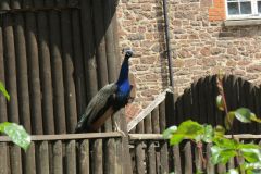 2.-Phesant-at-Bickleigh-Mill-5