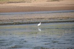 20.-White-Heron-Exe-Estuary-1