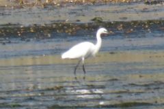 20.-White-Heron-Exe-Estuary-2