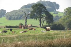 21.-Cows-Exe-Estuary