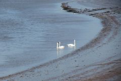 21.-Swans-Exe-Estuary-1