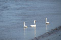 21.-Swans-Exe-Estuary-2
