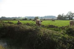 23.-Cows-Exeter-Ship-Canal-1