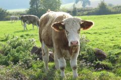 23.-Cows-Exeter-Ship-Canal-2