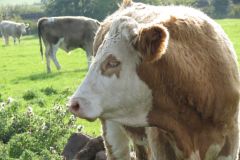 23.-Cows-Exeter-Ship-Canal-3