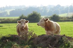 23.-Cows-Exeter-Ship-Canal-4