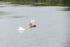 24.-Swans-Exeter-Ship-Canal-1