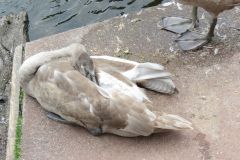 24.-Swans-Exeter-Ship-Canal-10