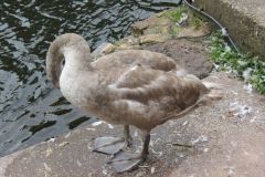 24.-Swans-Exeter-Ship-Canal-11