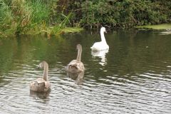 24.-Swans-Exeter-Ship-Canal-12