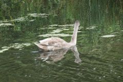 24.-Swans-Exeter-Ship-Canal-13