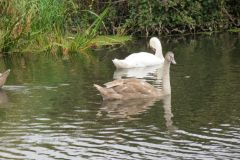 24.-Swans-Exeter-Ship-Canal-14
