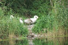 24.-Swans-Exeter-Ship-Canal-15