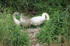 24.-Swans-Exeter-Ship-Canal-16
